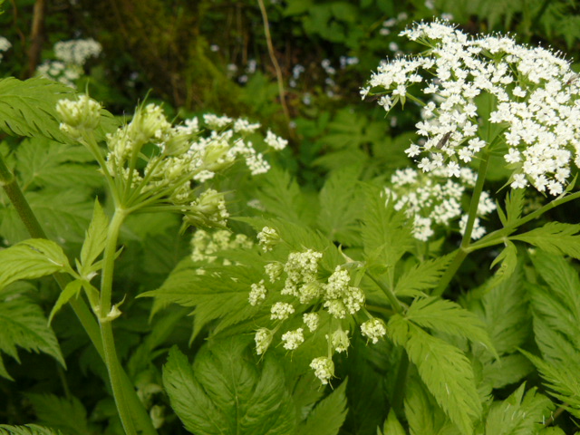 Chaerophyllum hirsutum / Cerfoglio irsuto